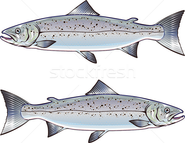 Atlantic Salmon vector art illustration Stock photo © vectorworks51