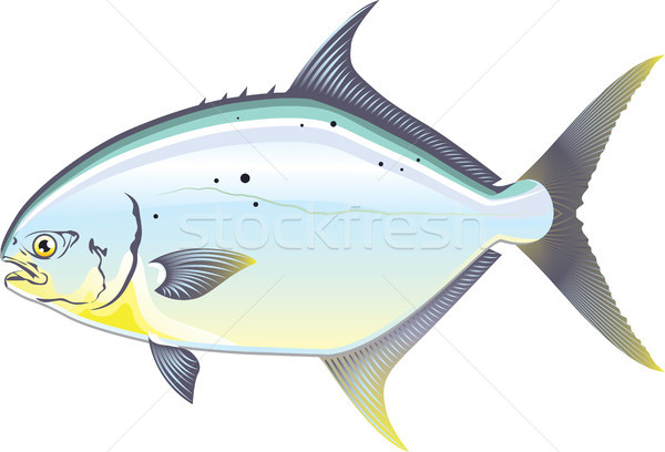 Pompano Florida fish vector illustration Stock photo © vectorworks51