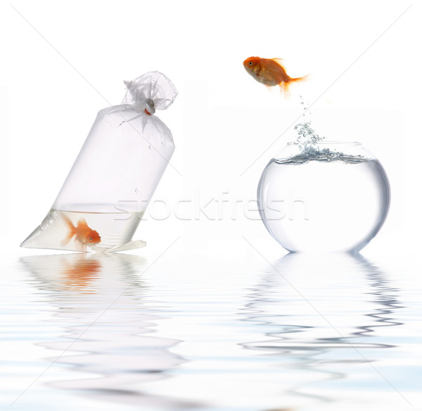 Goldfish Stock photo © velkol