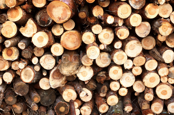 Cut trees Stock photo © velkol