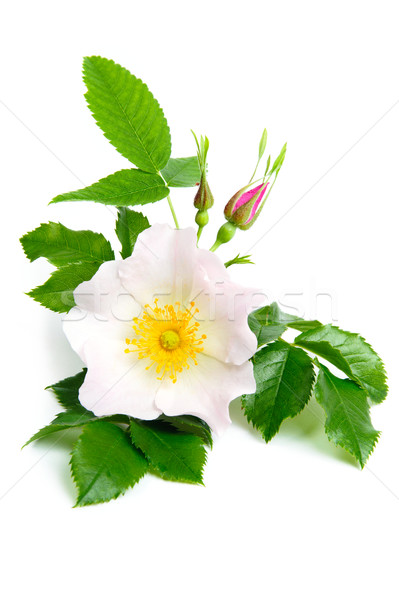 Nice flowers Stock photo © velkol