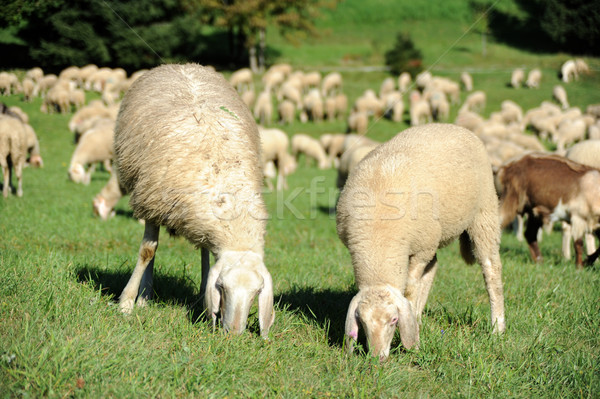 Sheep Stock photo © velkol
