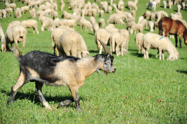 Goat Stock photo © velkol