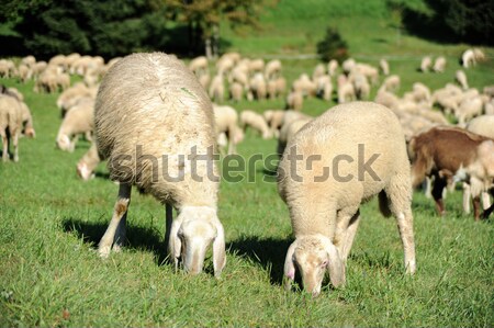 Sheep Stock photo © velkol