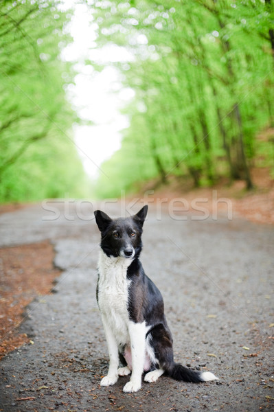 孤独 犬 画像 座って 道路 夏 ストックフォト © velkol