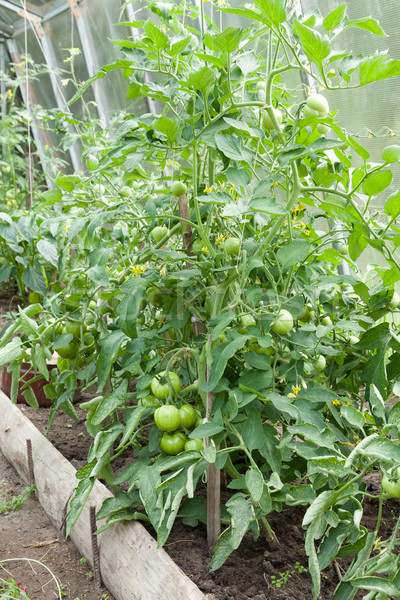 Tomato plants growing in home veggie plot Stock photo © veralub