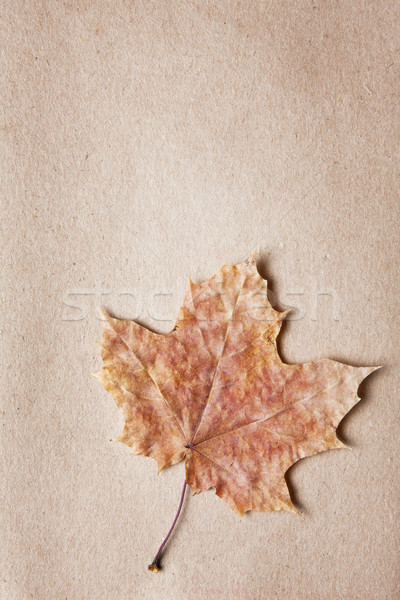 Dried leaf border with copyspace Stock photo © veralub