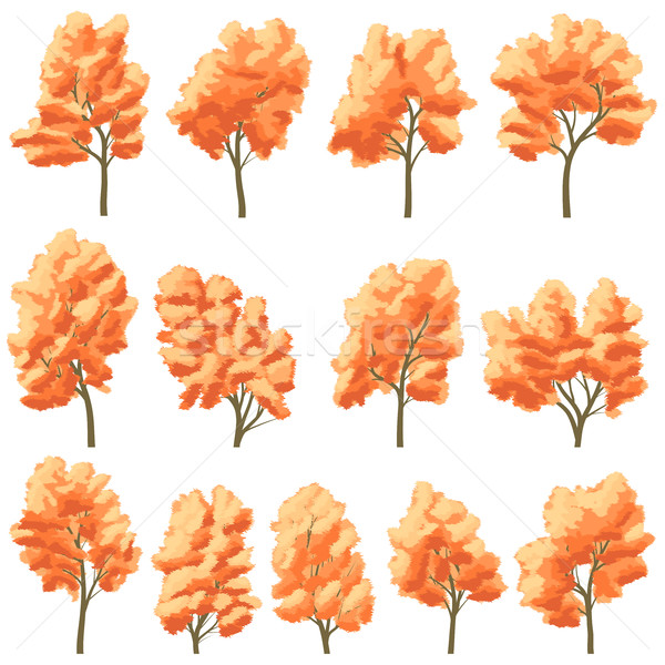 セット 落葉性の 木 秋 ベクトル オレンジ ストックフォト © Vertyr