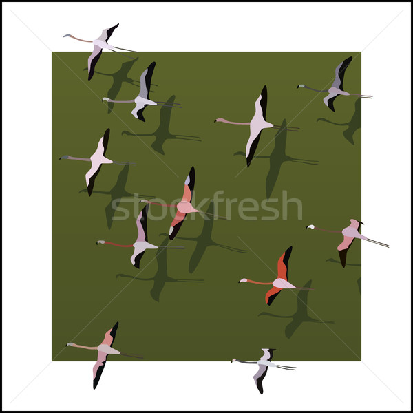 Vector flamingos flying over the green river. Stock photo © Vertyr