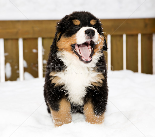 Bovaro del bernese fantoccio isolato ragazzi cat montagna Foto d'archivio © vetdoctor