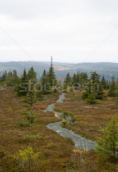 Road with rare trees and brownish grass Stock photo © vetdoctor