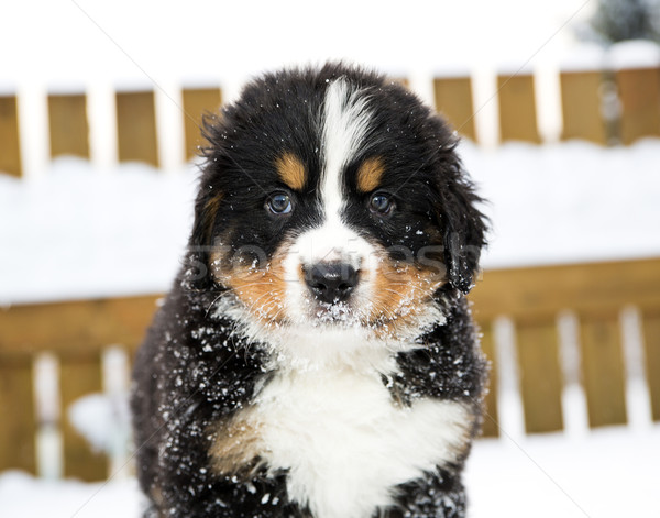 Montagna cane fantoccio guardare fotocamera bovaro del bernese Foto d'archivio © vetdoctor