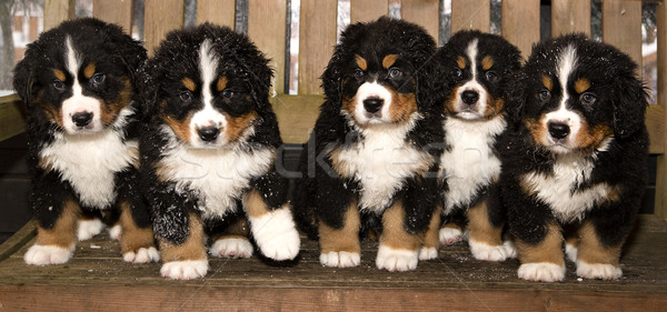 Bovaro del bernese home tutti ragazzi cat montagna Foto d'archivio © vetdoctor