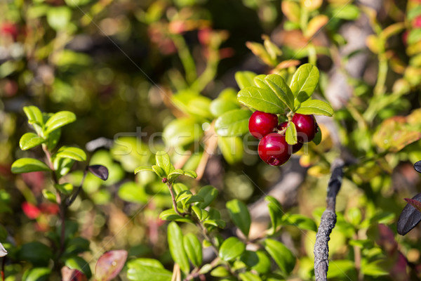 Cowberries on bush branch are ripe Stock photo © vetdoctor
