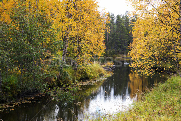 Stock photo: Forest trees and river at cloudy day