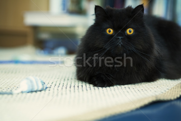 Male cat looking attentively at photo camera Stock photo © vetdoctor