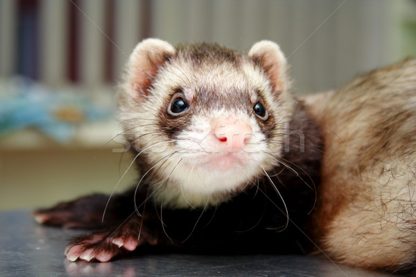 Close-up of ferret, 3 years old, on the iron table Stock photo © vetdoctor