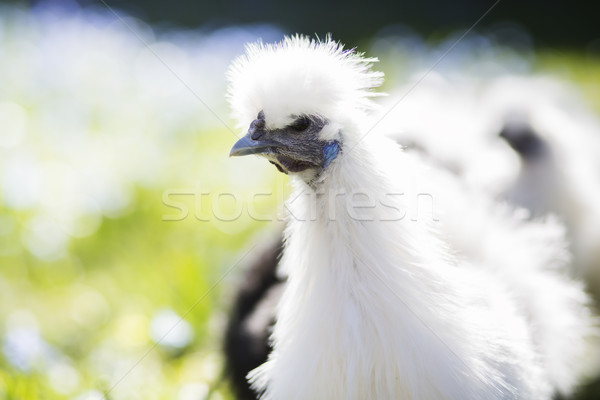 Kura coś biały kurczaka Zdjęcia stock © vetdoctor
