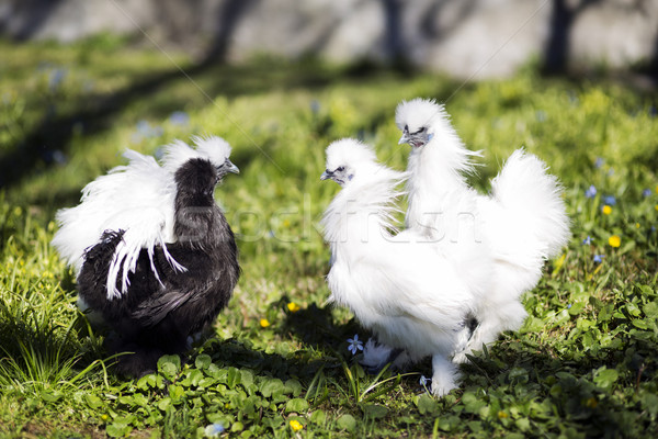 Chicken fights on the backyard Stock photo © vetdoctor