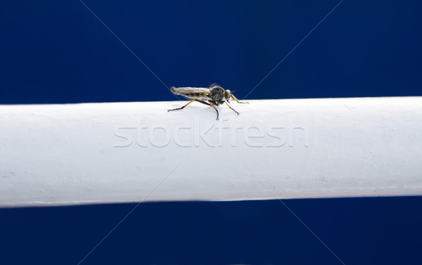 Small fly landed on white metallic support Stock photo © vetdoctor