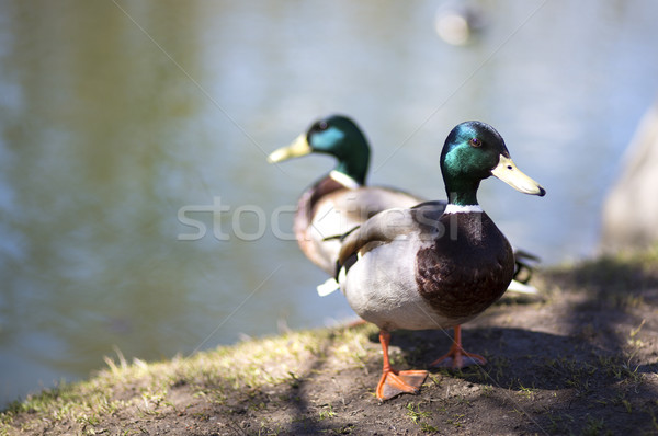 Wild green neck ducks walking on shore Stock photo © vetdoctor