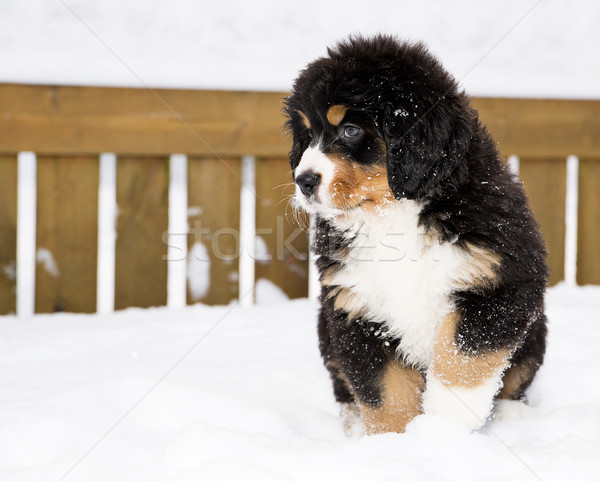 Berneński pies pasterski lalek czeka odizolowany dzieci Zdjęcia stock © vetdoctor