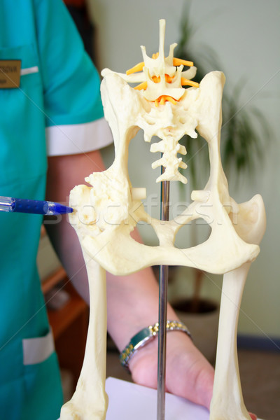Heup model hond tonen geneeskunde hoofd Stockfoto © vetdoctor