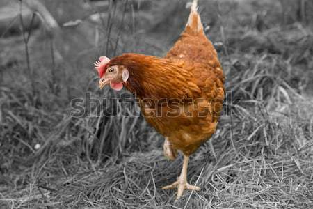 Stock photo: Brown hen with white legs is searching