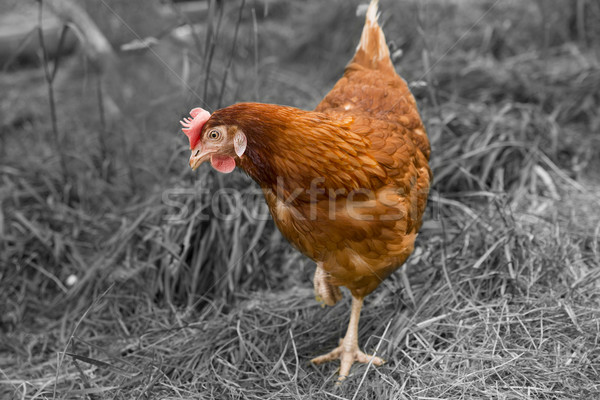 Stock photo: Brown hen is searching somethink on background