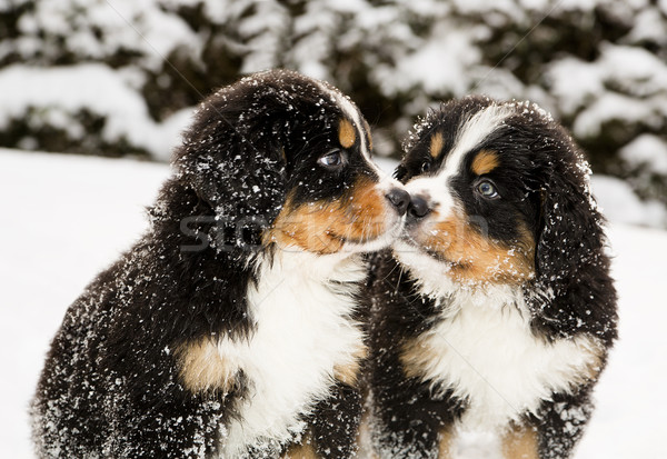 Bovaro del bernese ragazzi cat montagna nero foto Foto d'archivio © vetdoctor