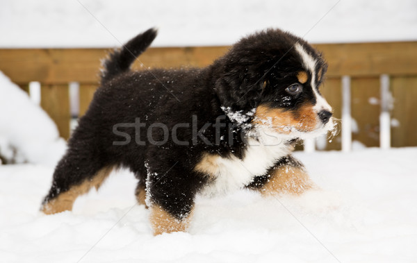 Bernese mountain dog puppet run through snow Stock photo © vetdoctor