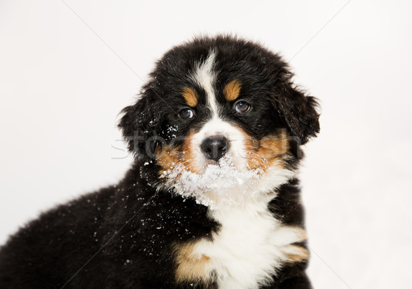 Bernese mountain dog puppet is halfly snowy Stock photo © vetdoctor