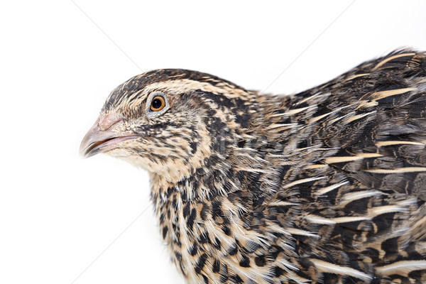Quail is photographed on white textile background Stock photo © vetdoctor