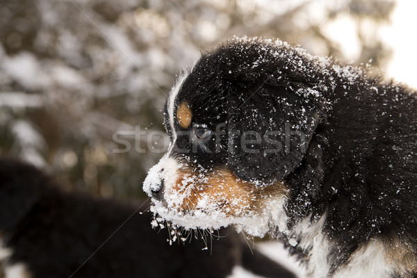 Bernese mountain dog puppet looking after others Stock photo © vetdoctor
