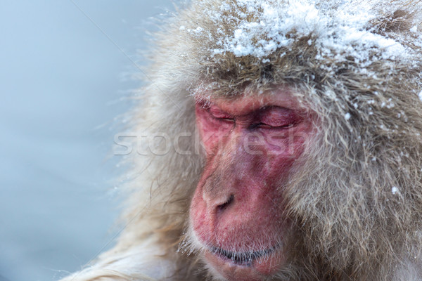 Maintenant singe japonais neige source chaude parc Photo stock © vichie81
