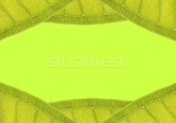 natural frame from leaf with space for text on green Stock photo © vichie81
