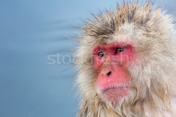 Neige singe japonais source chaude parc homme [[stock_photo]] © vichie81