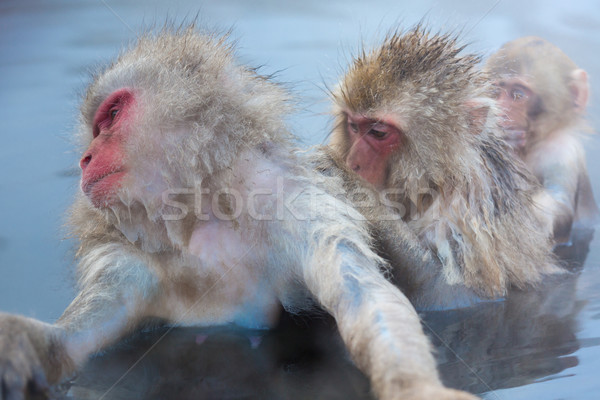 Hó majom japán termálfürdő park tavasz Stock fotó © vichie81