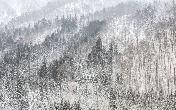 Zdjęcia stock: Lasu · opadów · śniegu · piękna · zimą · krajobraz · śniegu