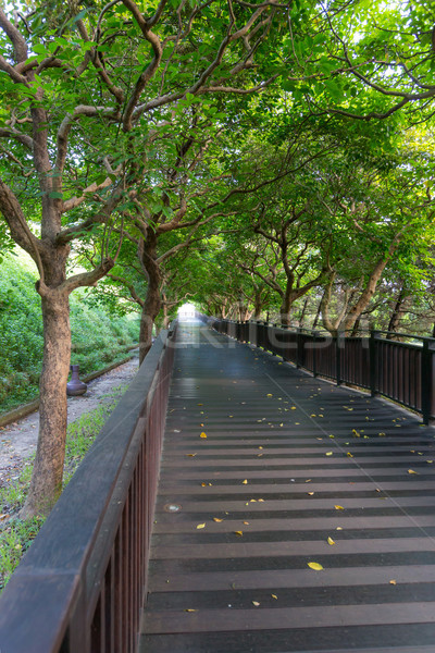 Caminho parque verde jardim árvore Foto stock © vichie81