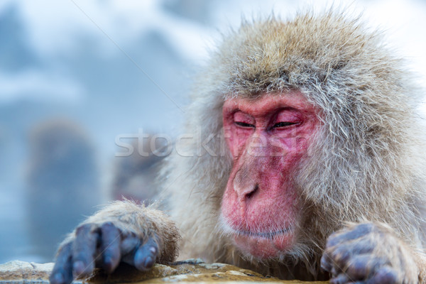Neige singe japonais source chaude parc homme [[stock_photo]] © vichie81