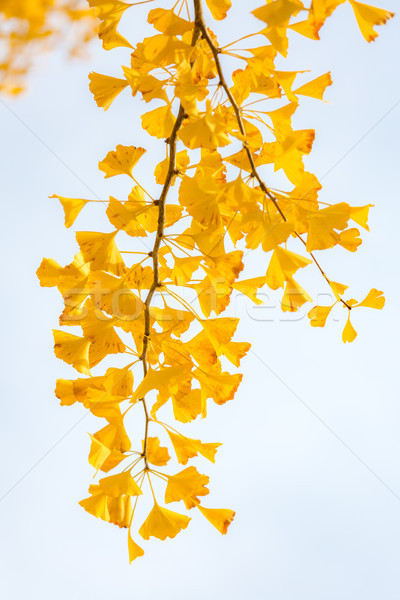 樹 秋天 東京 日本 樹 葉 商業照片 © vichie81