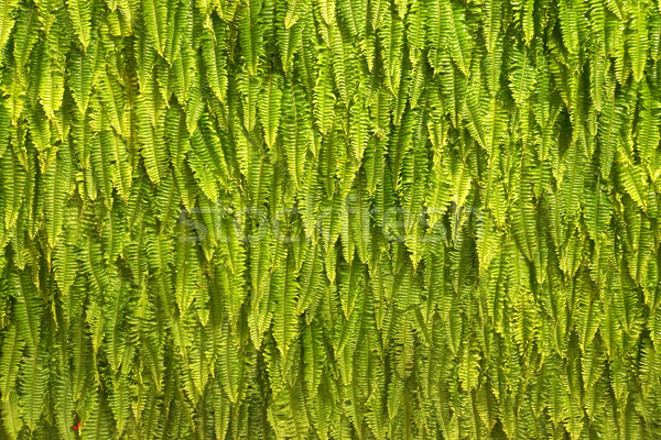 Сток-фото: папоротник · природы · зеленый · свежие · текстуры · трава