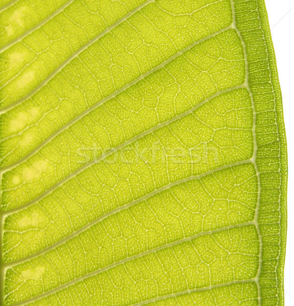 Plumeria Leaf, Closeup Leaf Texture Stock photo © vichie81