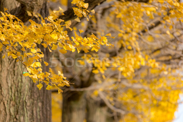 Alberi autunno Tokyo Giappone albero foglie Foto d'archivio © vichie81