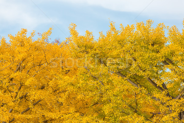 Alberi autunno Tokyo Giappone albero foglie Foto d'archivio © vichie81