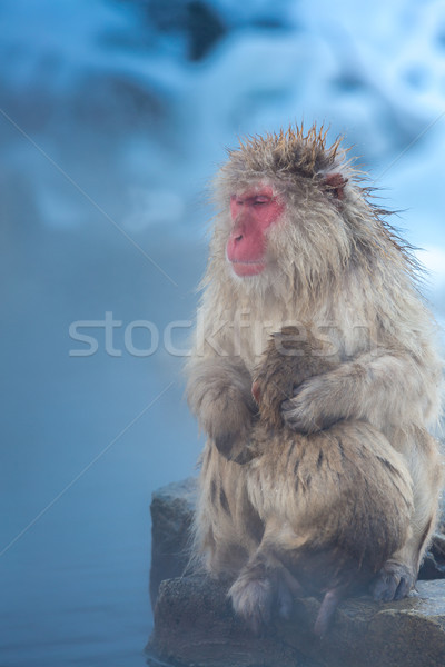 Snow monkey Macaque Onsen Stock photo © vichie81