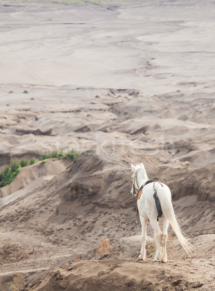 White horse Stock photo © vichie81