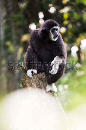 White hand Gibbon Stock photo © vichie81