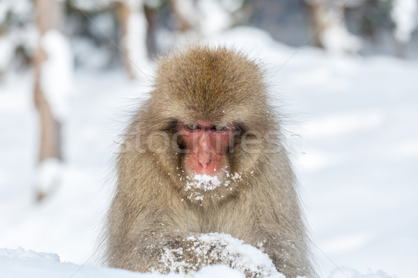 Snow Monkey Macaque Stock photo © vichie81